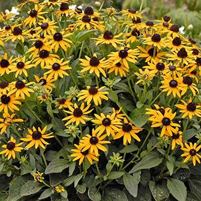 GardenersDream Rudbeckia Little Goldstar, pianta perenne rustica da giardino Rudbeckia da orto, pronta da piantare in vaso e aiuole GardenersDream Rudbeckia Little Goldstar, pianta perenne rustica da giardino Rudbeckia da orto, pronta da piantare in vaso e aiuole