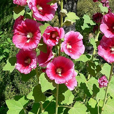 Arborix 6 x Alcea Rosea 'Rubra' Perenni Vaso 9cm x 9cm Arborix 6 x Alcea Rosea 'Rubra' Perenni Vaso 9cm x 9cm