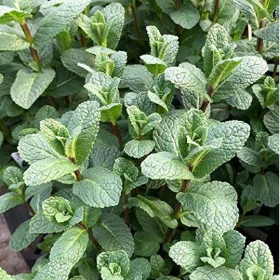 Generic 1 PIANTA DI MENTA MAROCCHINA IN VASO 14CM aromatiche orto giardino Generic 1 PIANTA DI MENTA MAROCCHINA IN VASO 14CM aromatiche orto giardino