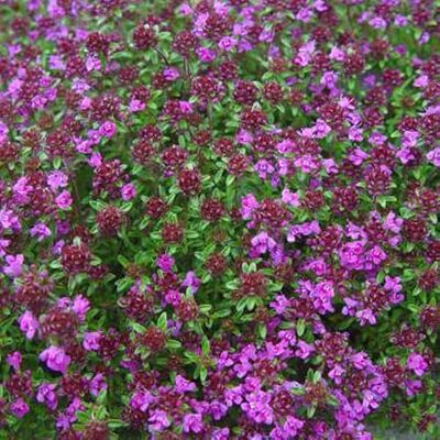 Arborix 12 unità Thymus Praecox 'Creeping Red' Timo Precoce 'Creeping Red' Vaso 9x9cm ±1 m² Thymus con Crescita Tappezzante e Fiori Rossi Arborix 12 unità Thymus Praecox 'Creeping Red' Timo Precoce 'Creeping Red' Vaso 9x9cm ±1 m² Thymus con Crescita Tappezzante e Fiori Rossi