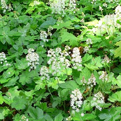 Arborix 6 x Tiarella Cordifolia Perenni Vaso 9cm x 9cm Arborix 6 x Tiarella Cordifolia Perenni Vaso 9cm x 9cm