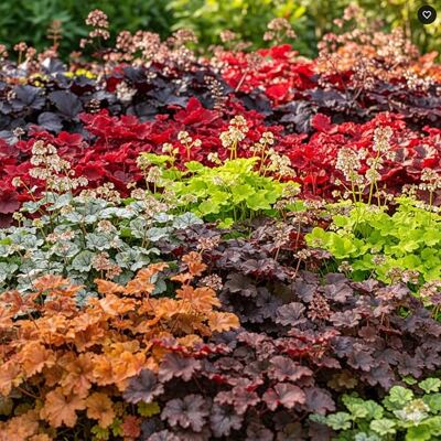 GardenersDream 3x Piante di Heuchera in Vaso – Piante da Giardino con Fogliame Colorato Coral Bells – Arbusti Perenni da Fiore da Esterno per Giardino, Zone Ombreggiate (incl. Vaso da 11 cm) GardenersDream 3x Piante di Heuchera in Vaso – Piante da Giardino con Fogliame Colorato Coral Bells – Arbusti Perenni da Fiore da Esterno per Giardino, Zone Ombreggiate (incl. Vaso da 11 cm)