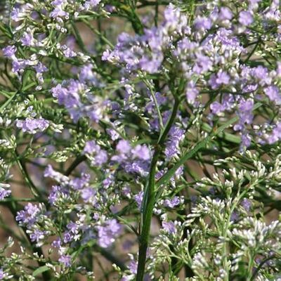 Arborix 12 unità Limonium Latifolium Statice Vaso 9x9cm ±1 m² Pianta Fiorita con Fiori Colorati e Resistente alla Secchezza Arborix 12 unità Limonium Latifolium Statice Vaso 9x9cm ±1 m² Pianta Fiorita con Fiori Colorati e Resistente alla Secchezza
