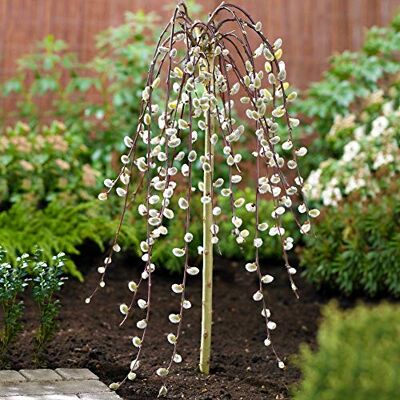 GardenersDream Albero Salix Caprea Pendula 'Kilmarnock' Salici piangenti per piccoli giardini GardenersDream Albero Salix Caprea Pendula 'Kilmarnock' Salici piangenti per piccoli giardini