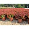 Vivai De Laurentiis Berberis Atropurpurea Thunbergii 'Admiration' vaso 19 cm