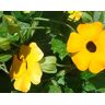 Generic Perenne pianta rampicante Giallo Thunbergia Alata (Black-Eyed Susan Vine) 200 Seeds