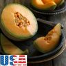 SVI USA VENDITORE Delicious 51 Cantaloupe 25-200 semi HEIRLOOM NON OGM