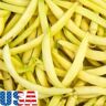 SVI USA VENDITORE oro Butterwax Bean 25-500 semi HEIRLOOM NON OGM