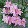 FStening 8 Pezzi Rosa Bellissimo Cimelio Di Zephyranthes Bulbi Giglio Della Pioggia Facile Da Gestire Il Colore Fresco E Profumato è Adatto Per Decorare Il Cortile Del Giardi