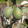 Dennis Botanic Collection Pianta di Feijoa Autofertile (varietà UNIQUE) Acca Sellowiana