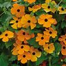 UNIQUS Thunbergia (Thunbergia Alata Sunrise Orange) 10 Annual Perennial Vine Seeds.