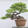 SVI . Giapponese pino nero 20 semi * Pinus thunbergii * Bonsai * * ornamentali. Bonsai sempreverdi semi bonsai