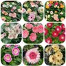 Generic 100 pezzi semi di Gerbera, vaso per piante resistente, Gerbera jamesonii, fiori da giardi, semi di fiori selvatici, semi di prato fiorito perenne, piccolo regalo per le donne, regali soste