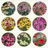 Generic 180 pezzi di semi resistenti di piante di coneflower, semi di piante da giardi decorative, Echinacea purpurea, piante decorative perenni resistenti piante in vaso all'aperto prodotti soste