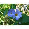 SVI Thunbergia natalensis Foresta Natal Blue Bell Rare Pianta semi tropicali (5)