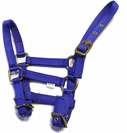 Rhinegold Collare in Nylon Puledro-Blu Reale, Headcollar 0, Taglia Unica