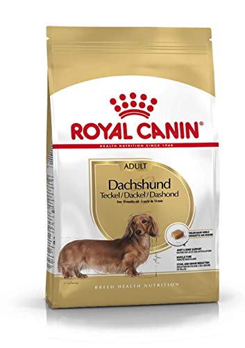 ROYAL CANIN Dachshund Adult   1,5 kg   Alimento Completo per Cani   Appositamente formulato per Bassotti Adulti e Anziani   può Aiutare a Proteggere Ossa e articolazioni