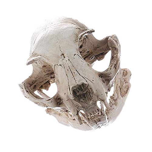 Jojomis 2 x realistica resina teschio di gatto insegnamento scheletro modello ornamento