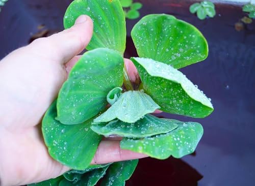 Generico Pistia stratiotes GRANDE Lattuga d'acqua Pianta Galleggiante per Acquario ANTIALGHE