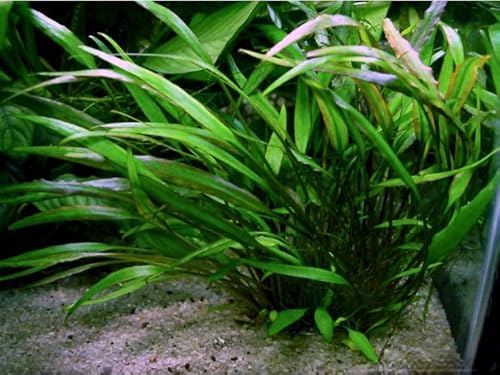 Generico Cryptocoryne x willisii 'Nevelli' Pianta per Acquario