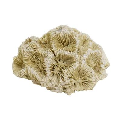 Nobby Aqua Ornaments Corallo 6,8 x 6,3 x 4 cm Nobby Aqua Ornaments Corallo 6,8 x 6,3 x 4 cm