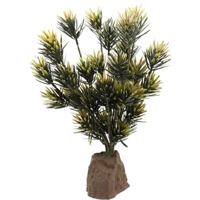 Lucky Reptile Podocarpus Lucky Reptile Podocarpus