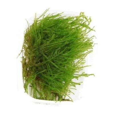 ART Tropica Taxiphyllum 'Spiky' Muschio (Muschio di pavone) ART Tropica Taxiphyllum 'Spiky' Muschio (Muschio di pavone)