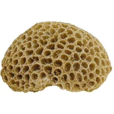 Nobby Aqua Ornaments Corallo 10,8 x 9 x 5 cm Nobby Aqua Ornaments Corallo 10,8 x 9 x 5 cm