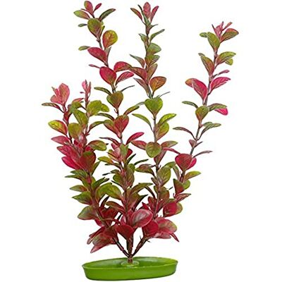 Marina Planta Red ludw 30 cm pp1219 Marina Planta Red ludw 30 cm pp1219