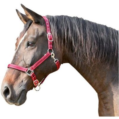 Covalliero Halfter Mustang, Cavezza per Cavalli, Rosso/Nero, Poliammide, COB, Taglia 2, Cavalli, Regolabile in 2 Posizioni, abbinabile alla Cavezza Mustang Covalliero Halfter Mustang, Cavezza per Cavalli, Rosso/Nero, Poliammide, COB, Taglia 2, Cavalli, Regolabile in 2 Posizioni, abbinabile alla Cavezza Mustang