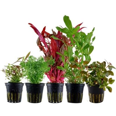 AquaOne Piante per Acquario I 5 x Piante Acquatiche I Piante di Acquario Colorate I Limnophila Alternanthera Ammannia Ludwigia I Piante per Fondo AquaOne Piante per Acquario I 5 x Piante Acquatiche I Piante di Acquario Colorate I Limnophila Alternanthera Ammannia Ludwigia I Piante per Fondo