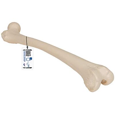3B Scientific L, R Femore + software gratuito di anatomia 3B Smart Anatomy 3B Scientific L, R Femore + software gratuito di anatomia 3B Smart Anatomy