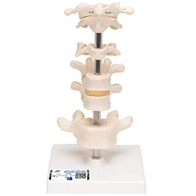 3B Scientific 6 Vertebre + software gratuito di anatomia 3B Smart Anatomy 3B Scientific 6 Vertebre + software gratuito di anatomia 3B Smart Anatomy