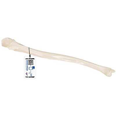 3B Scientific L, R Ulna + software gratuito di anatomia 3B Smart Anatomy 3B Scientific L, R Ulna + software gratuito di anatomia 3B Smart Anatomy