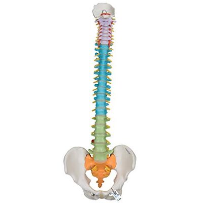 3B Scientific Colonna Vertebrale Flessibile Didattica + software gratuito di anatomia 3B Smart Anatomy 3B Scientific Colonna Vertebrale Flessibile Didattica + software gratuito di anatomia 3B Smart Anatomy