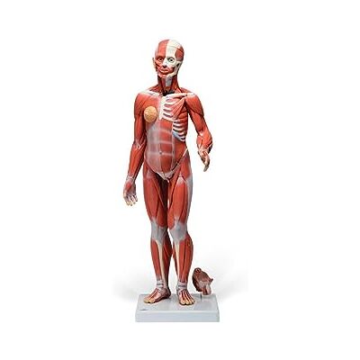 3B Scientific Modello di Anatomia Umana Figura con Muscoli, Bisessuale con Organi Interni, in 33 Parti + software di anatomia 3B Smart Anatomy 3B Scientific Modello di Anatomia Umana Figura con Muscoli, Bisessuale con Organi Interni, in 33 Parti + software di anatomia 3B Smart Anatomy