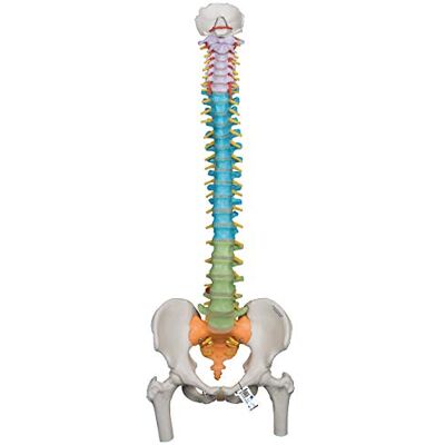 3B Scientific Colonna Vertebrale Flessibile Didattica con Tronchi del Femore + software gratuito di anatomia 3B Smart Anatomy 3B Scientific Colonna Vertebrale Flessibile Didattica con Tronchi del Femore + software gratuito di anatomia 3B Smart Anatomy