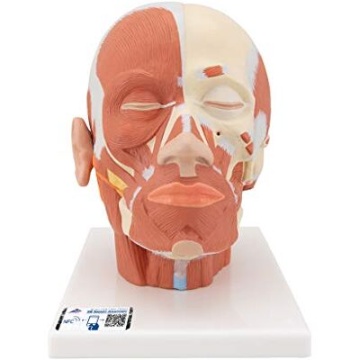 3B Scientific Muscolatura della Testa + software gratuito di anatomia 3B Smart Anatomy 3B Scientific Muscolatura della Testa + software gratuito di anatomia 3B Smart Anatomy