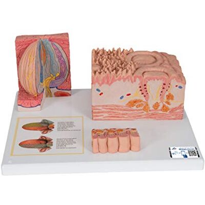 3B Scientific Modello di Lingua, 3B Microanatomy + software gratuito di anatomia 3B Smart Anatomy 3B Scientific Modello di Lingua, 3B Microanatomy + software gratuito di anatomia 3B Smart Anatomy