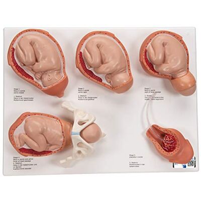 3B Scientific Modello delle Fasi della Nascita + software gratuito di anatomia 3B Smart Anatomy 3B Scientific Modello delle Fasi della Nascita + software gratuito di anatomia 3B Smart Anatomy