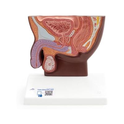 3B Scientific Sezione del Bacino Maschile, Grandezza Naturale, Pelle Scura, 3B Smart Anatomy 3B Scientific Sezione del Bacino Maschile, Grandezza Naturale, Pelle Scura, 3B Smart Anatomy