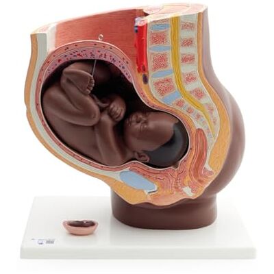 3B Scientific Bacino Gravido, in 3 Parti, Pelle Scura 3B Smart Anatomy 3B Scientific Bacino Gravido, in 3 Parti, Pelle Scura 3B Smart Anatomy