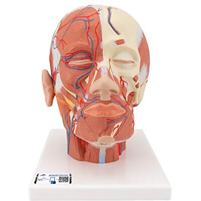 3B Scientific Muscolatura della Testa con Vasi Sanguigni + software gratuito di anatomia 3B Smart Anatomy 3B Scientific Muscolatura della Testa con Vasi Sanguigni + software gratuito di anatomia 3B Smart Anatomy