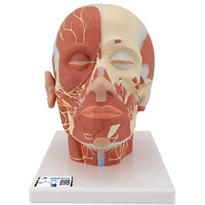 3B Scientific Muscolatura della Testa con Nervi + software gratuito di anatomia 3B Smart Anatomy 3B Scientific Muscolatura della Testa con Nervi + software gratuito di anatomia 3B Smart Anatomy