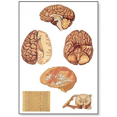 3B Scientific V2034U Anatomia Umana Il Sistema Nervoso Centrale 3B Scientific V2034U Anatomia Umana Il Sistema Nervoso Centrale