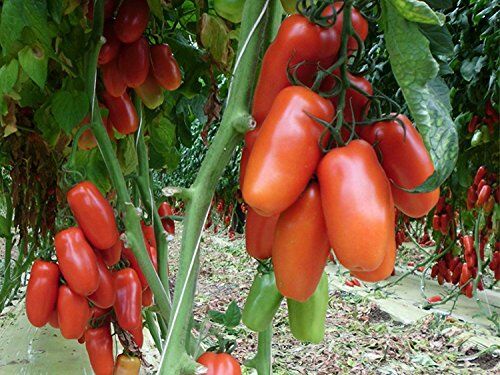 Rare pomodoro semina Kibits Organic Ucraina Heirloom da agricoltura biologica, non OGM