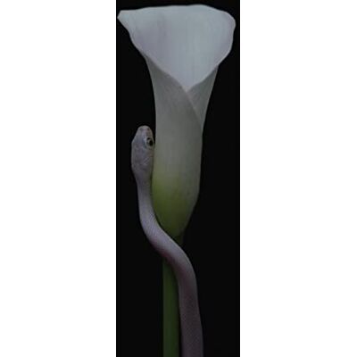 Animals As Leaders Parrhesia Animals As Leaders Parrhesia
