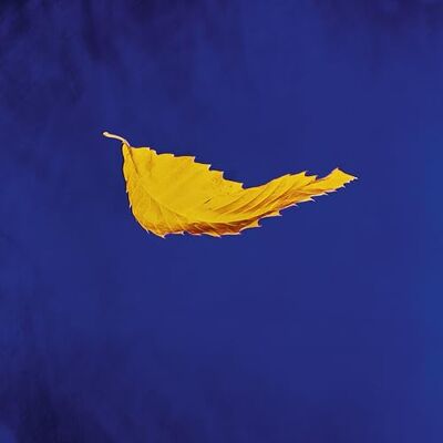 Rhino True Faith (Vinile Edizione Limitata) Rhino True Faith (Vinile Edizione Limitata)