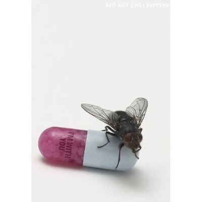 Red Hot Chili Peppers Im With You Red Hot Chili Peppers Im With You
