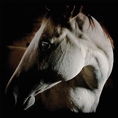 Prophecy How To Kill A Horse Prophecy How To Kill A Horse